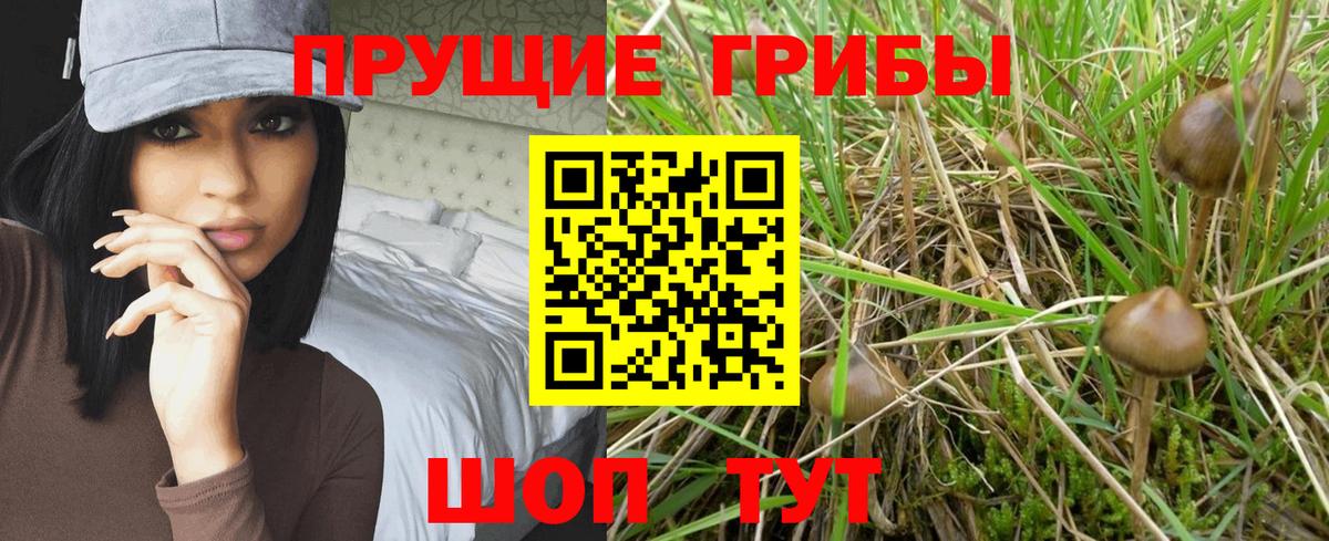 Галлюциногенные грибы GOLDEN TEACHER Георгиевск